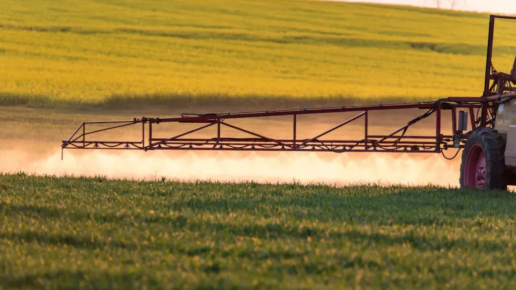 Nalistne zwalczanie chwastów w kukurydzy